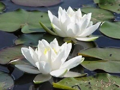 10 WHITE LOTUS Nymphaea Ampla Asian Water Lily Pad Flower Pond Seeds *CombSH