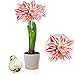 Amaryllis Zwiebel Double Striped - 1 Blumenzwiebel in Großformat 26/30 - Exklusive Blumenzwiebeln Amarillis - Echte Pflanzen aus Holland - Hippeastrum Zwiebeln (keine Samen, Wachs und nicht künstlich)