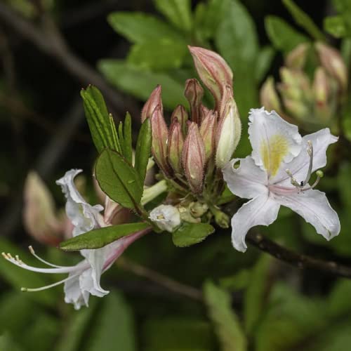 Chuxay Garden Pink White Rhododendron Occidentale-Western Azalea,California Azalea 20 Seeds Deciduous Rhododendron Privacy Screen Ornamental Flower Seed #TOP3
