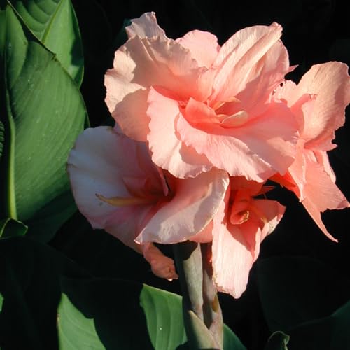 Chinese Coral Canna Lily Bulb Large Coral Pink Blooms Bluish Green Foliage Rare Limited Variety Zones 39 34 Ft Tall Summer Rhizome 1 Bulb