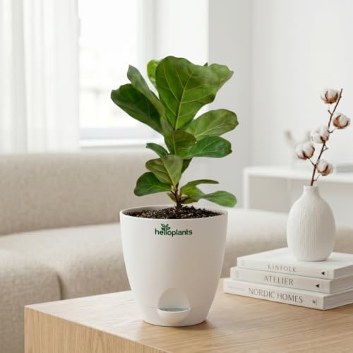 Fiddle Leaf Fig Ficus Lyrata Live Indoor Plant Large Statement Tr...