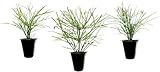 Firecracker Plant I 3 Live Plants I Russelia Equisetiformis...