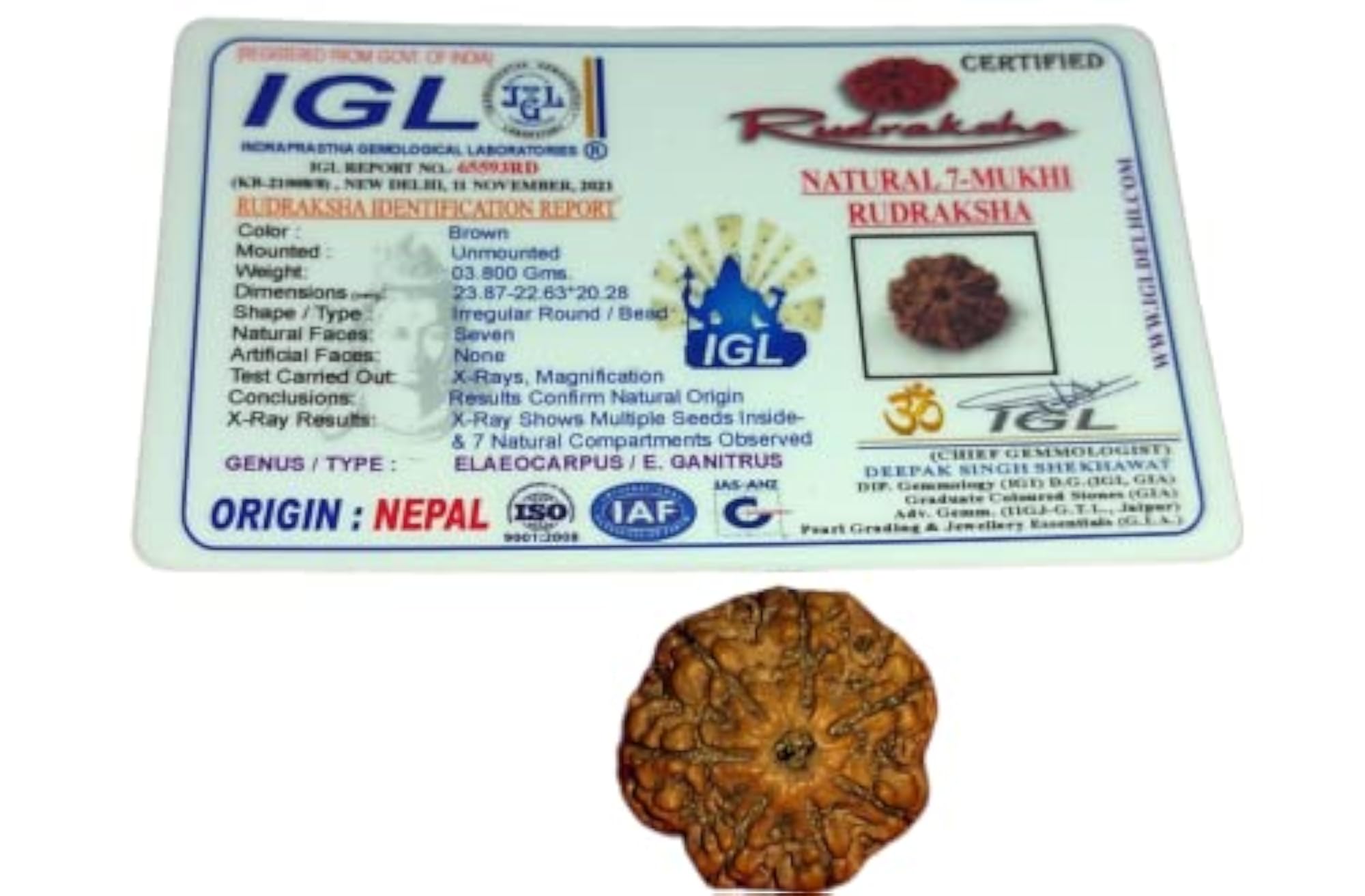 7 Mukhi Nepali Rudraksha with IGL Certification