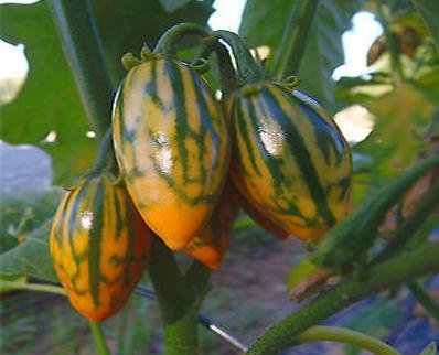 Hot `20 pcs New Rare Rare Exotic Passion Flowers Seeds Edible Fruit Passiflora edulis Fresh Passion Seeds