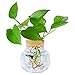 MMIAOO Vaso vasi idroponici in Vetro,Mini vaso in vetro - Pianta da Tavolo Terrario Vaso per,Vaso Decorativo da Tavolo,per Coltivazione Idroponica, per Casa, Ufficio