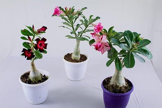Bonsai Air Purifying Adenium Flower Plant Combo Pack Of 4 Hybrid Multicolor Rare Mixed Desert Rose Adenium Indoor & Outdoor Living Plant Comes with a Poly Bag (B0D3LJHYC3) Amazon Price History, Amazon Price Tracker