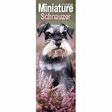 Miniatur Schnauzer Slim Kalender 2026