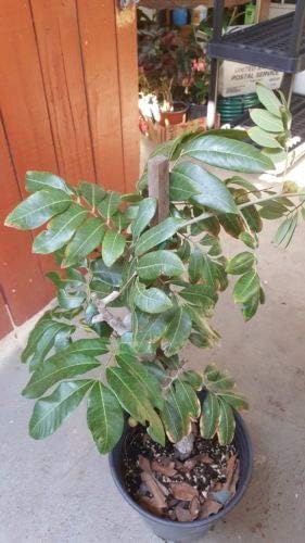 Kohala Longan - Air Layered Tree - 2 to 3 Feet Tall - Ship in 1 Gal Pot