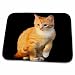 3dRose Funny Red Cat Pet Kitten with Black Background - Dish Drying Mats (ddm-266203-1)