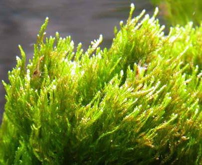 Live Aquarium Aquatic Plant Flame Moss - Taxiphyllum sp. Flame (B0CJQ7KX1X) Amazon Price History, Amazon Price Tracker