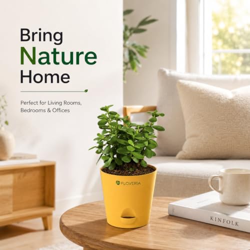 Image of Jade Plant with Pot | Live Jade Plant for Home Decor | Indoor Plant for Home & Office Desk | Lucky Zed Plant | Air Purifying Table Plant Gift