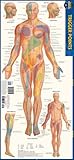 Trigger Points: a QuickStudy Laminated Anatomy Reference Guide