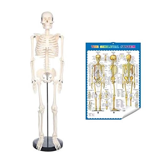 Human Skeleton Model for Anatomy Mini Human Skeleton Model with Metal Stand - 33.4 Inches Tall with Removable Arms and Legs Scientific Study Painted and Numbered Muscle Insertion and Origin Points
