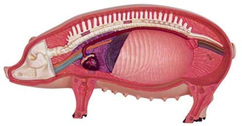 Ricerca scientifica 4D Maiale Intelligenza Assemblaggio Giocattolo Animale Organo Modello Insegnamento Medico Fai-da-Te Apparecchi scientifici Popolari