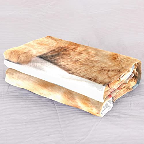 Couvertures en microfibre chat orange plaid peluche chaud lit et sieste salon
