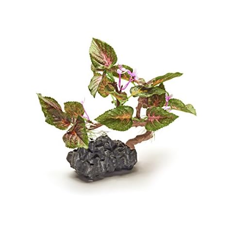 Pistachio Pet - Beautiful Realistic Aquarium Plant With Base 6"/15 cm high. New For 2017! Cover