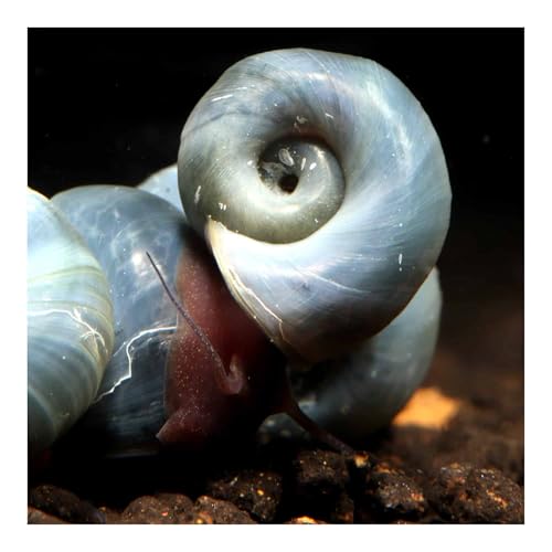 AQ4Aquaristik 5 x Blaue Posthornschnecken, Planorbella duryi, Reinigungscrew, Algenfresser