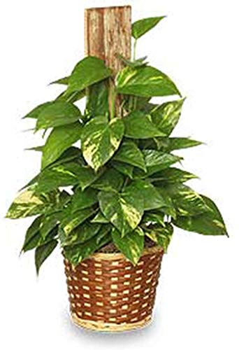 Image of American Plant Exchange Golden Pothos Totem Pole - Live 6-Inch Potted Climbing Vine, Easy-Care Air Purifying Houseplant, Fast-Growing Tropical Indoor Plant for Home, Office & Indoor Decor