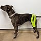 VetkinTape® Kinesiologie Tape für Tiere - Lime (6cm*5m) | 1 Rolle Kinesiotape für Pferde und Hunde | Latexfrei und TÜV-zertifiziertes Kinesiotapes | 25%+ stärkere Acryl-Klebeschicht