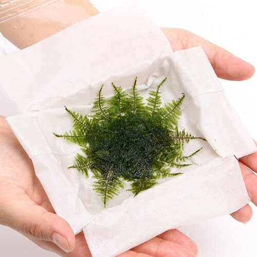 春バーゲン 水草 南米ウィローモスマット 無農薬 ３個 安心の日本製 Centrodeladultomayor Com Uy