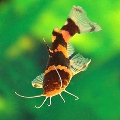3-Pack Juvenile Bumblebee Catfish 1–1.5” – Live Freshwater Aquarium Fish – Peaceful Bottom Dweller with Striking Black and Yellow Pattern – Ideal for Community and Planted Tanks
