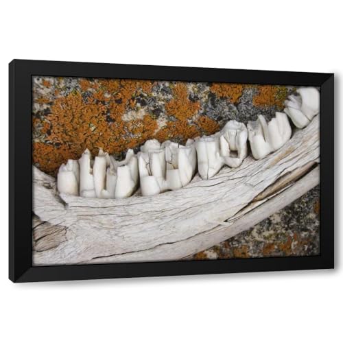 ArtDirect MT Weathered Jaw Bone Art Print