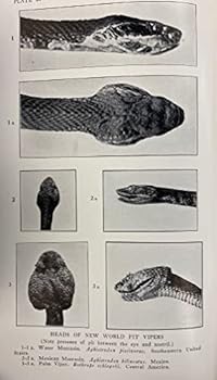 Reptiles of The World