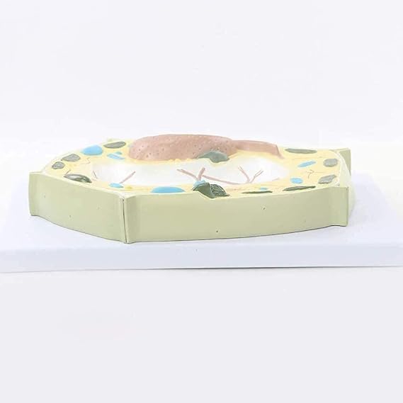 Organ Model Plant Cell 20000X Magnification Biological Plant Cell Micro Structural Anatomy Model- for Teaching Training Anatomical Model