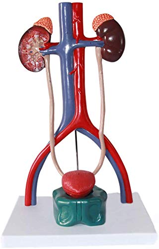 AMhuui Urinary System Model, Kidney Internal Structure Anatomical Male Female Genitourinary Model of Bladder, Origins Renal Artery & Vein with Key Card