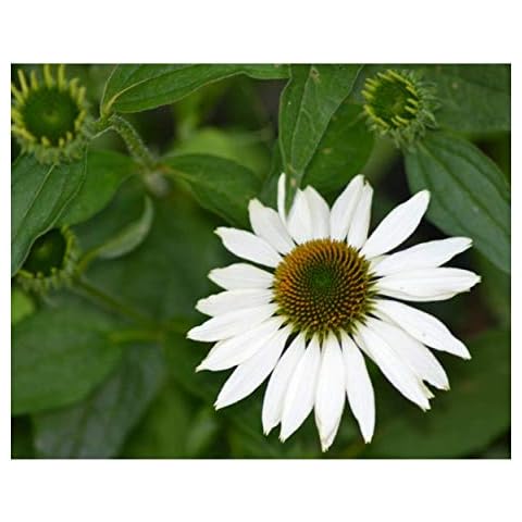 Premier Seeds Direct Echinacea White Swan Flower Seeds Cover
