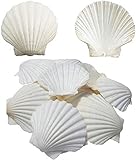 SEAJIAYI Scallop Shells for Serving Food,Baking Shells Large Natural White Scallops from Sea Beach for DIY Craft Decor 4-5 Inches
