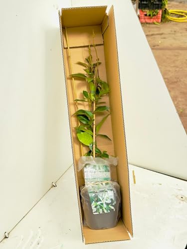 Sternjasmin 2er Set Weiß - 2 x Kletterpflanzen winterhart - Immergrüner Duftjasmin - Jasmin Pflanze - 2 x 1,5 Liter Topf - Winterharte Pflanzen für den Garten - Jasmin - Wachstum bis zu 400 cm Höhe