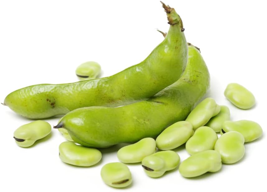 Gardeners Kitchen Broad Bean plants 'Giant Exhibition' 6 x MEDIUM