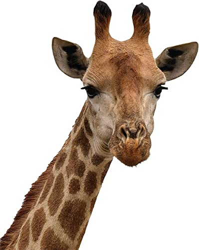 The Hopper Shop Peeking Giraffe Stickers Window Decor Wall Decals Decal Vinyl Stickers Cars Vans...