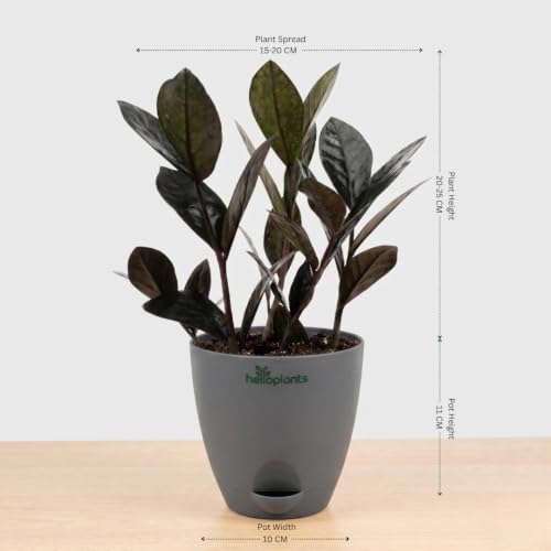 Image of Black Raven ZZ, Jade Plant & Snake Plant Live Indoor 3-Plant Combo in 4-Inch Self-Watering Matte Grey Pots | Hard-to-Kill, Low-Maintenance Houseplants for Home, Office & Bedroom Decor