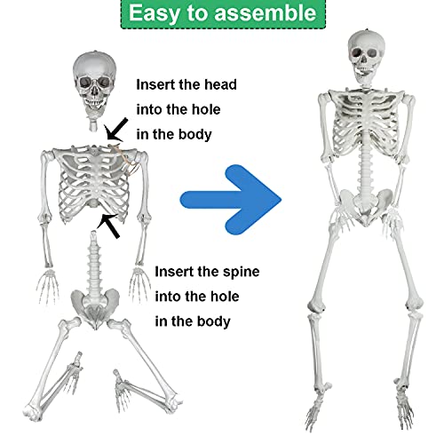 image for SUNREEK 5.4ft/165cm Halloween Full Body Skeleton, Plastic Human Skelet