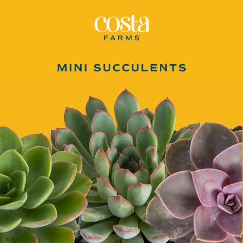 Costa-Farms-Succulents-6-Pack-Live-Mini-Succulent-Plants-Growers-Choice-Live-Houseplants-Potted-in-Nursery-Plant-Pots-Potting-Soil-Gift-for-Bulk-Baby-Shower-Bridal-Shower-DIY-Room-Decor 41m18R6PuFL
