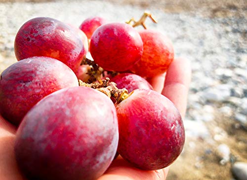 Giant Red Globe Grape Seeds - Biggest Variety, Juicy Fruits