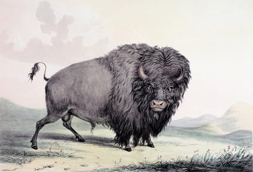 Peintures un Animal George Catlin pour salon moderne