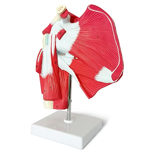 Image of NEW HORIZON Muscled Shoulder Joint Model - Shows Complete Shoulder Musculature from Rotator Cuff to Subscapular Muscles - Includes Base,Manual, Education in the Field of Mathematics