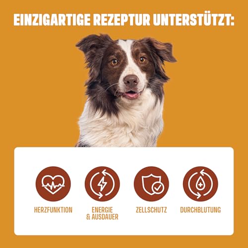 ivvi Cardio für Hunde – 60 weiche Snacks mit L-Carnitin, Taurin, L-Arginin, Magnesium, Lachsöl, Weißdornbeeren & Granatapfel… – Ansicht 5