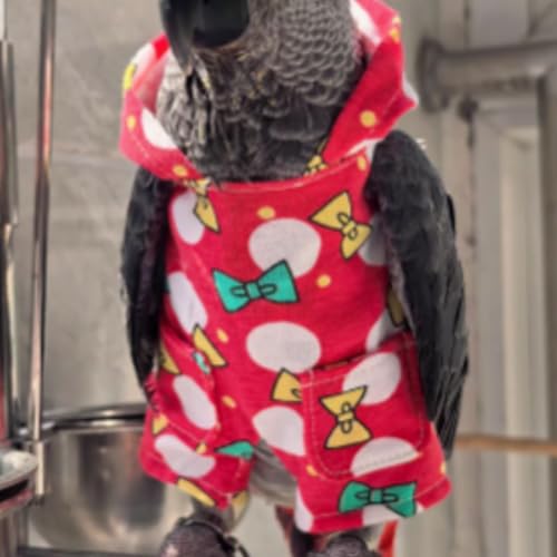 Linda roupa de pássaro vermelho, festa de Natal, fantasia de aniversário para papagaio, Halloween, a