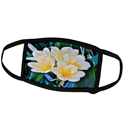 Exclusive Discount 60% Price 3dRose USA, Pennsylvania, Kennett Square. Clivia. - Face Masks (fm_332070_3)