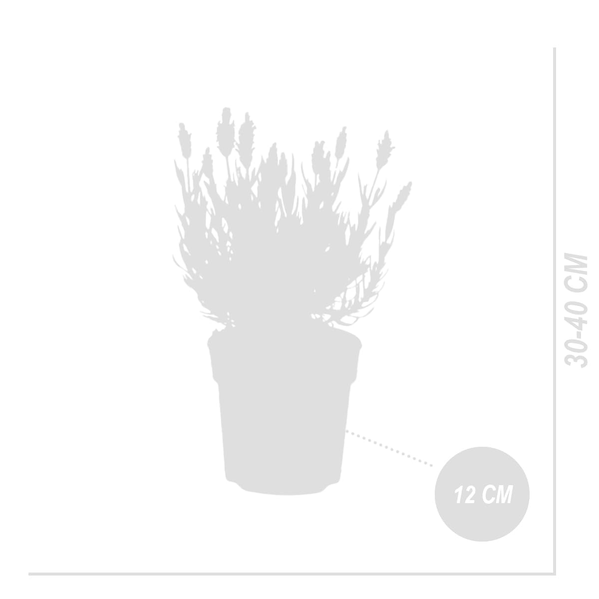 Bloomique - Lot de 6 - Lavandula Stoechas Anouk - Lavande Papillon - Rustique - Plante balcon - Plante jardin - Hauteur 20-25 cm - Pot 12 cm