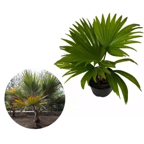 Genérico, Muda de Palmeira Latânia 20 a 40cm AMK - Plantas Online