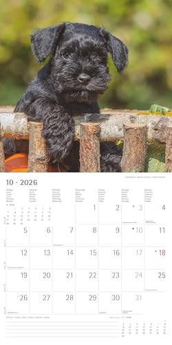 Alpha Edition - Welpen Kalender 2026 – Wandkalender 30x30 cm (30x60 cm geöffnet) – Für Hundeliebhaber – 12 süße Hundefotografien, viel Platz für Notizen, mit Feiertagen & Ferienterminen: Puppies