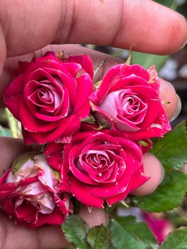 Image of Original Dark Pink Rose Live Plant with Black Pot Fragrant Flowering Shrub | All Season Outdoor Plant for Home Garden Balcony Terrace | Decorative Gift Rose Plant Pack of 1