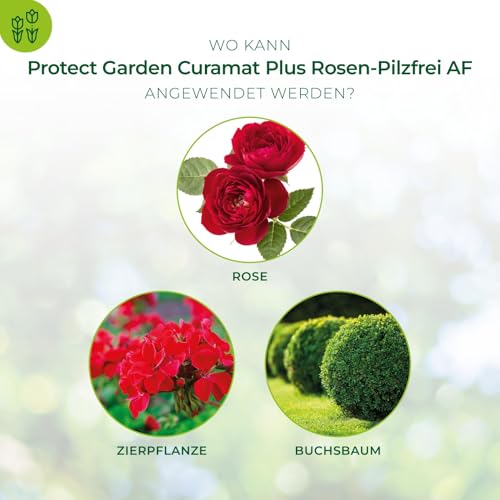 PROTECT GARDEN Curamat Plus Rosen-Pilzfrei Spray, anwendungsfertiges Spray gegen Pilzkrankheiten an Rosen und...