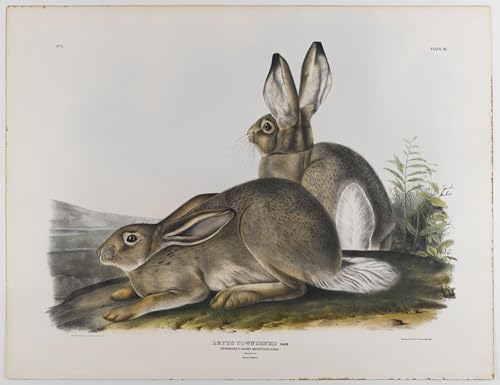 Cuadro de lienzo de John Audubon 60x90cm para renovar paredes aburridas del hogar