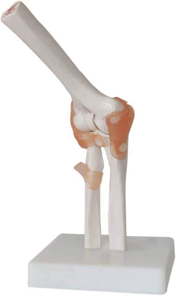 Sjdopulse A Elbow Joint Model With Ligament - Human Joint Model Elbow Joint Model - Human Natomy Science Models - For Study Display Teaching Medical Model (A)